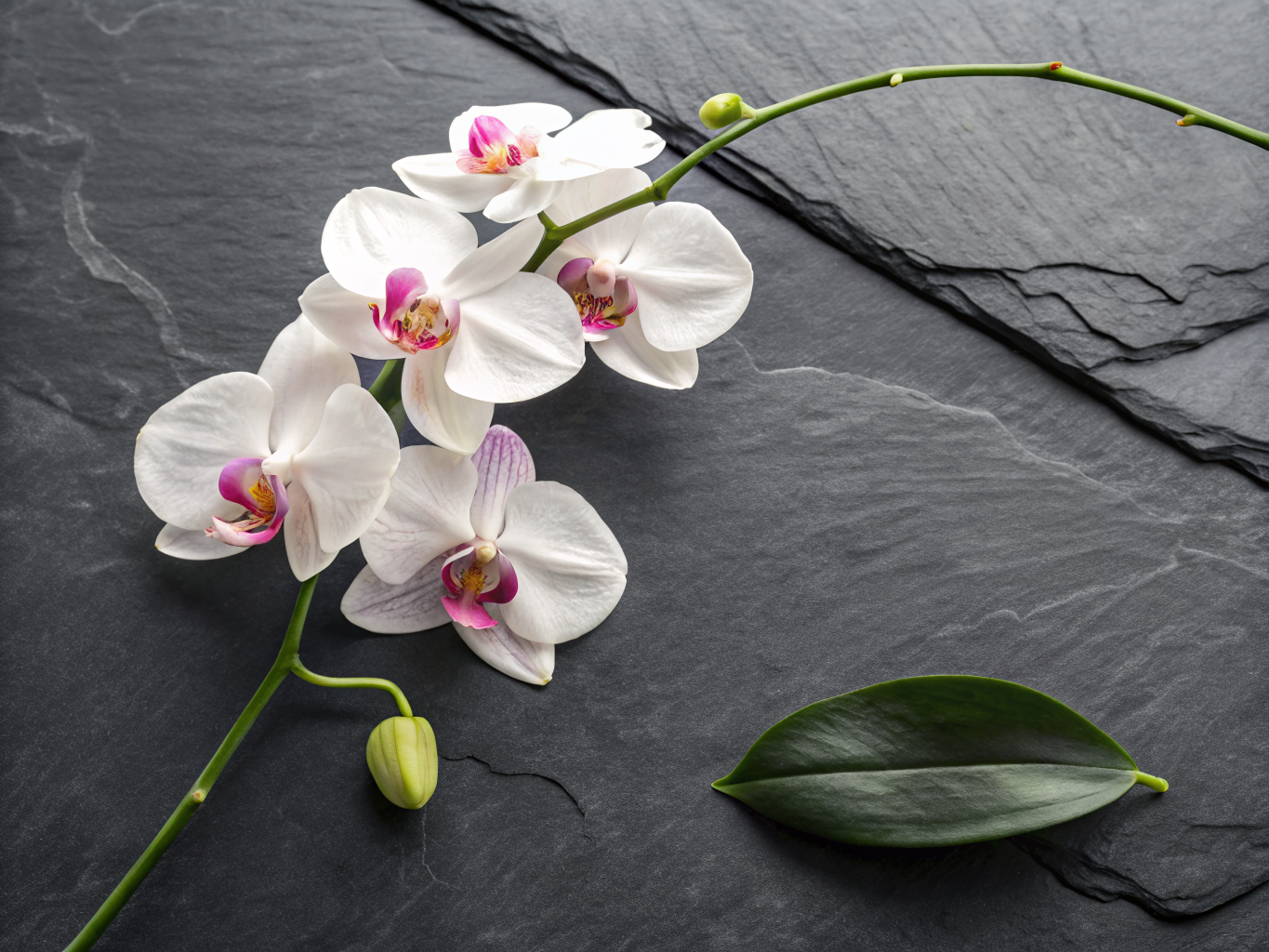 Orchideen