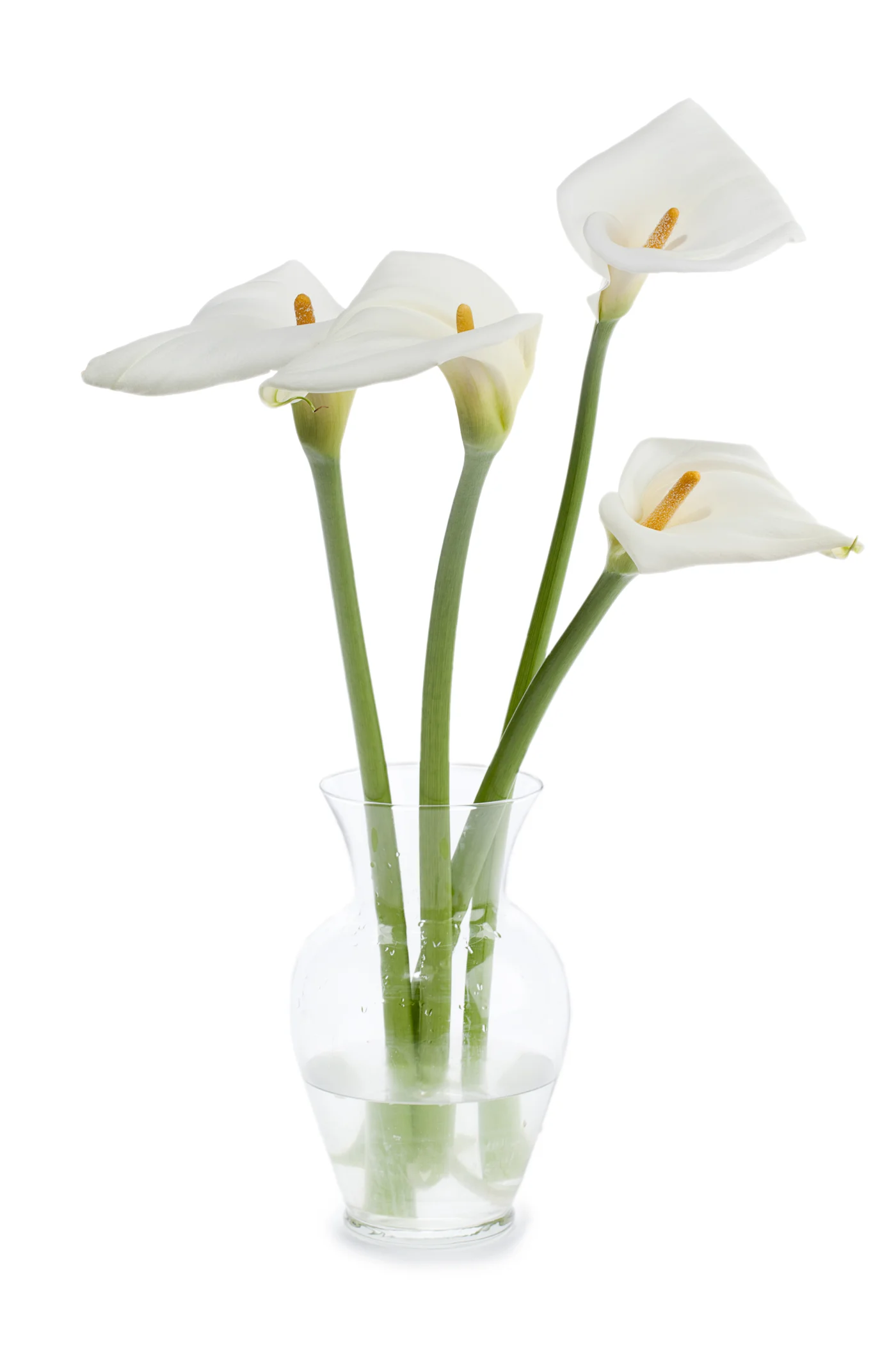 Calla — Moderne Arrangements, Eleganz, Hochzeit