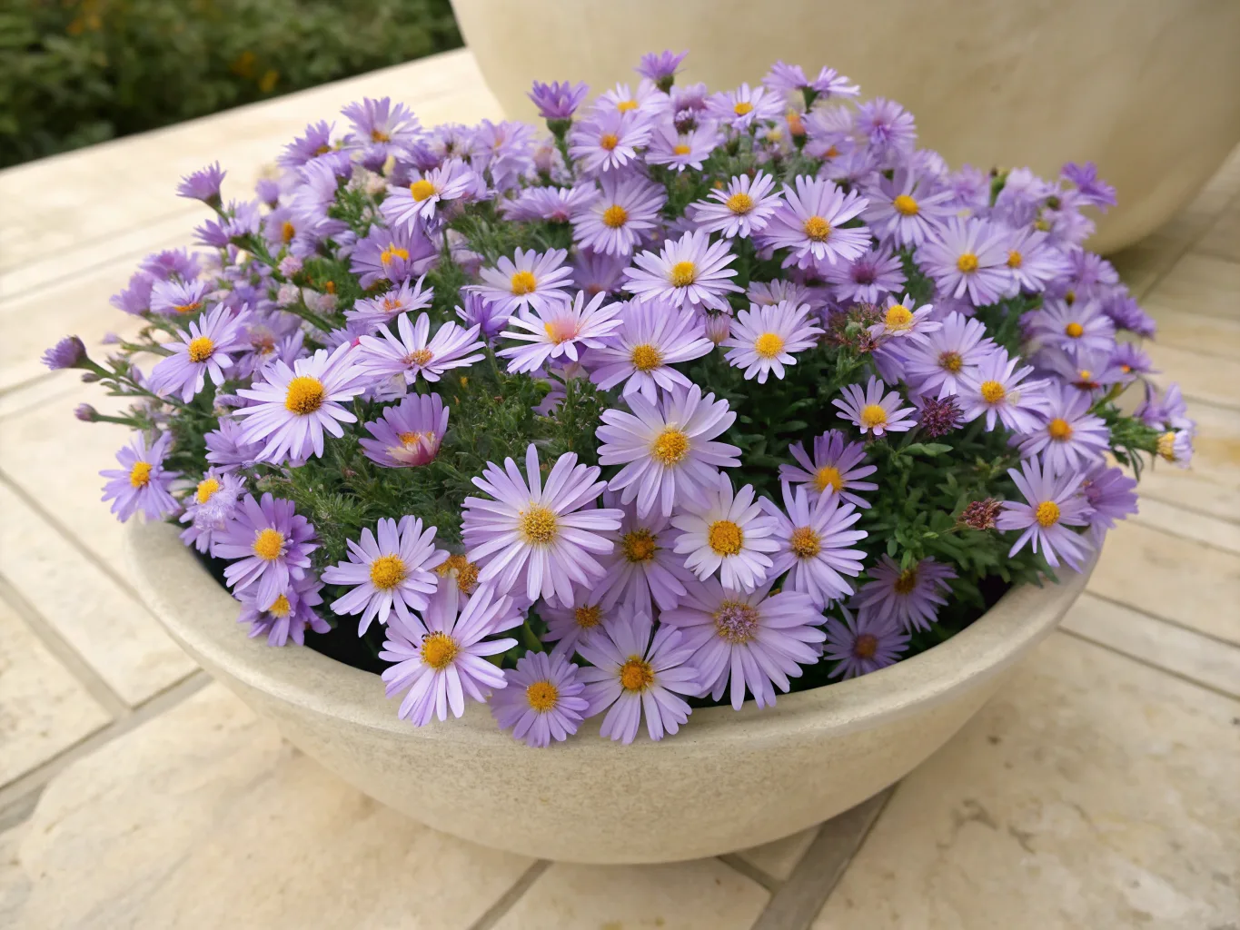 Aster — Geburtsblume für September