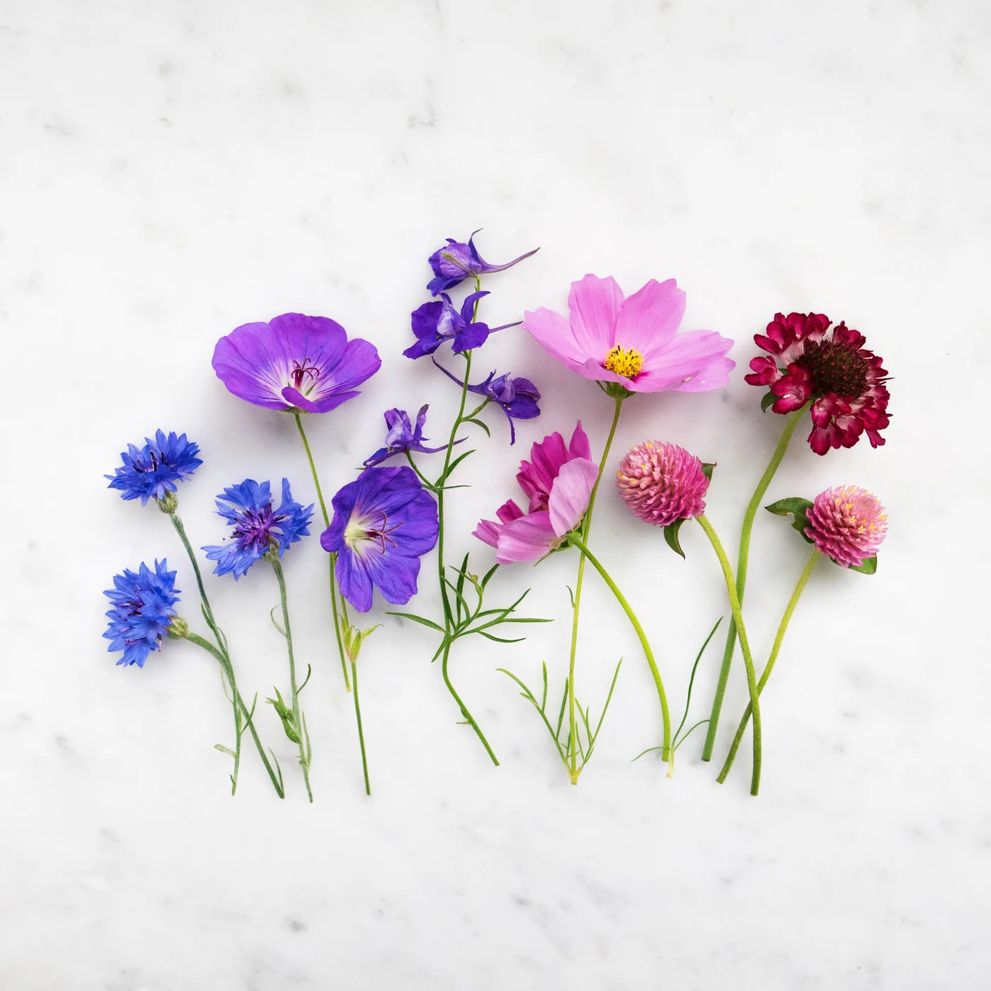 Botanische Komposition mit Geburtsblumen — eine ruhige Übersicht aller Monatsblumen