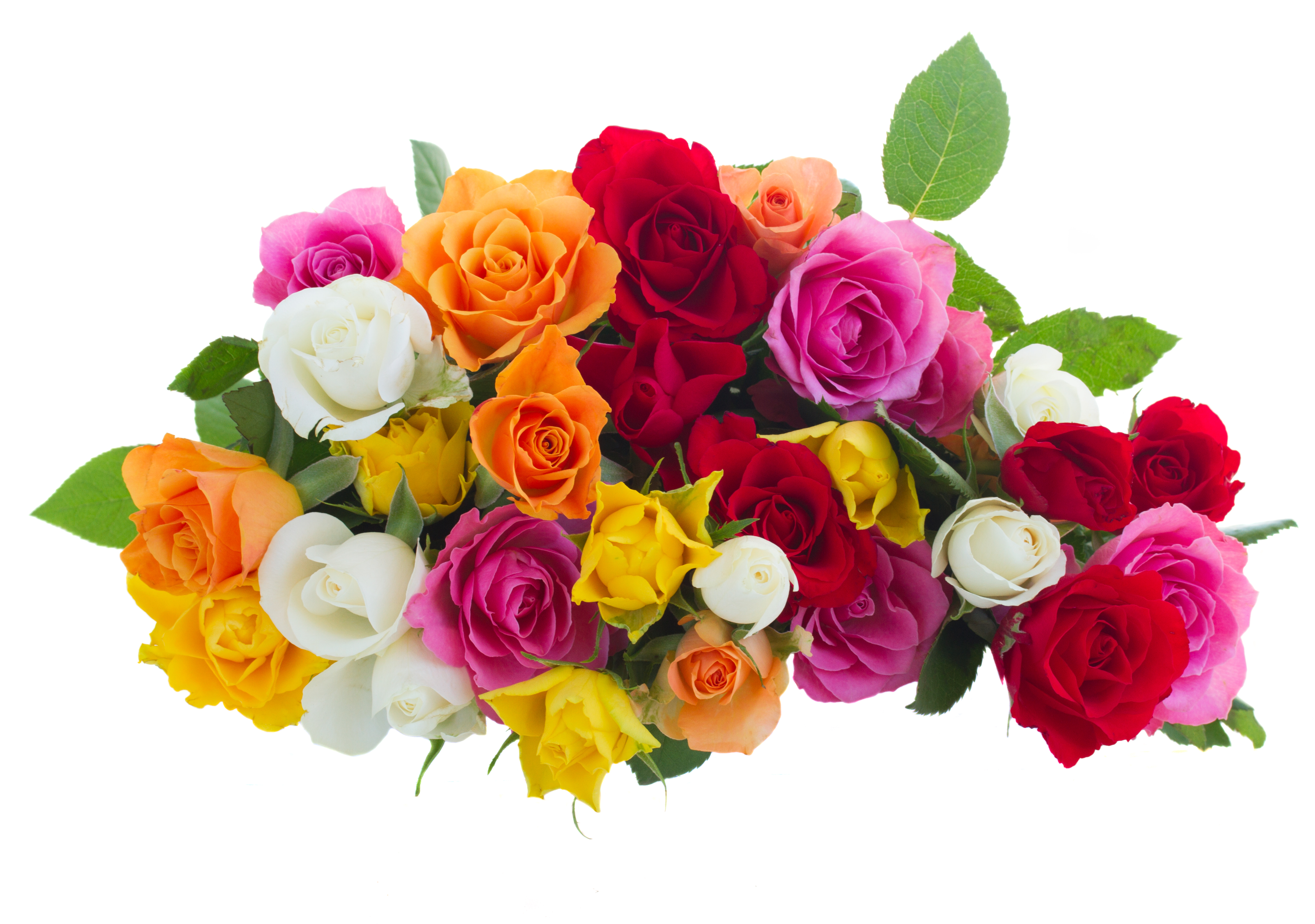 Bunt gemischt Rose