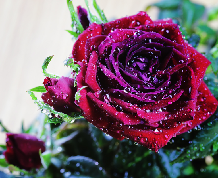 Burgunder Rose