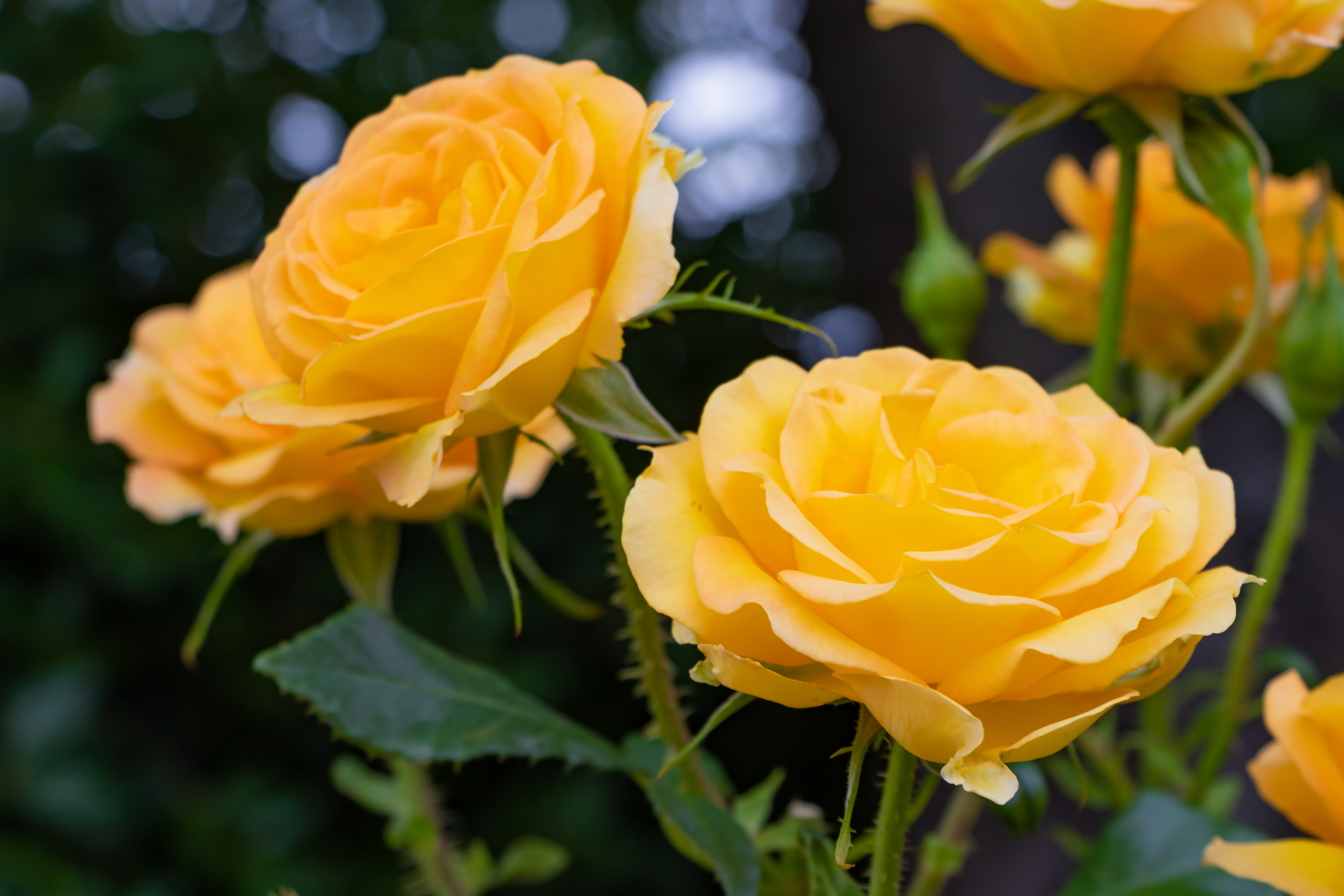 Gelb Rose
