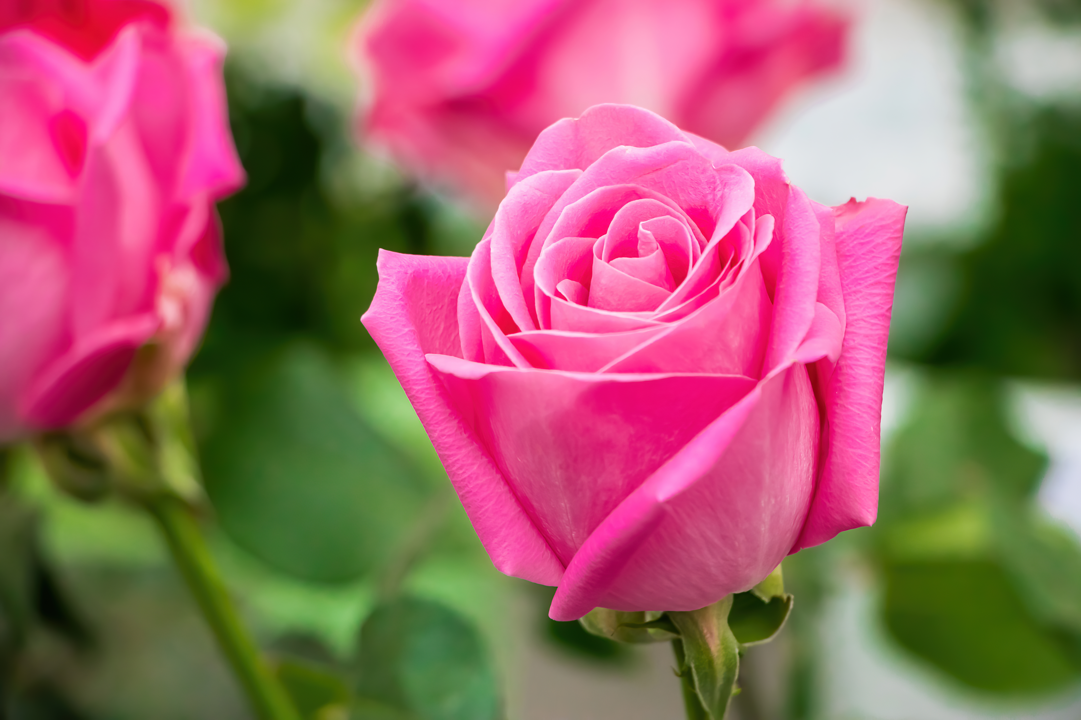 Pink / Rosa Rose