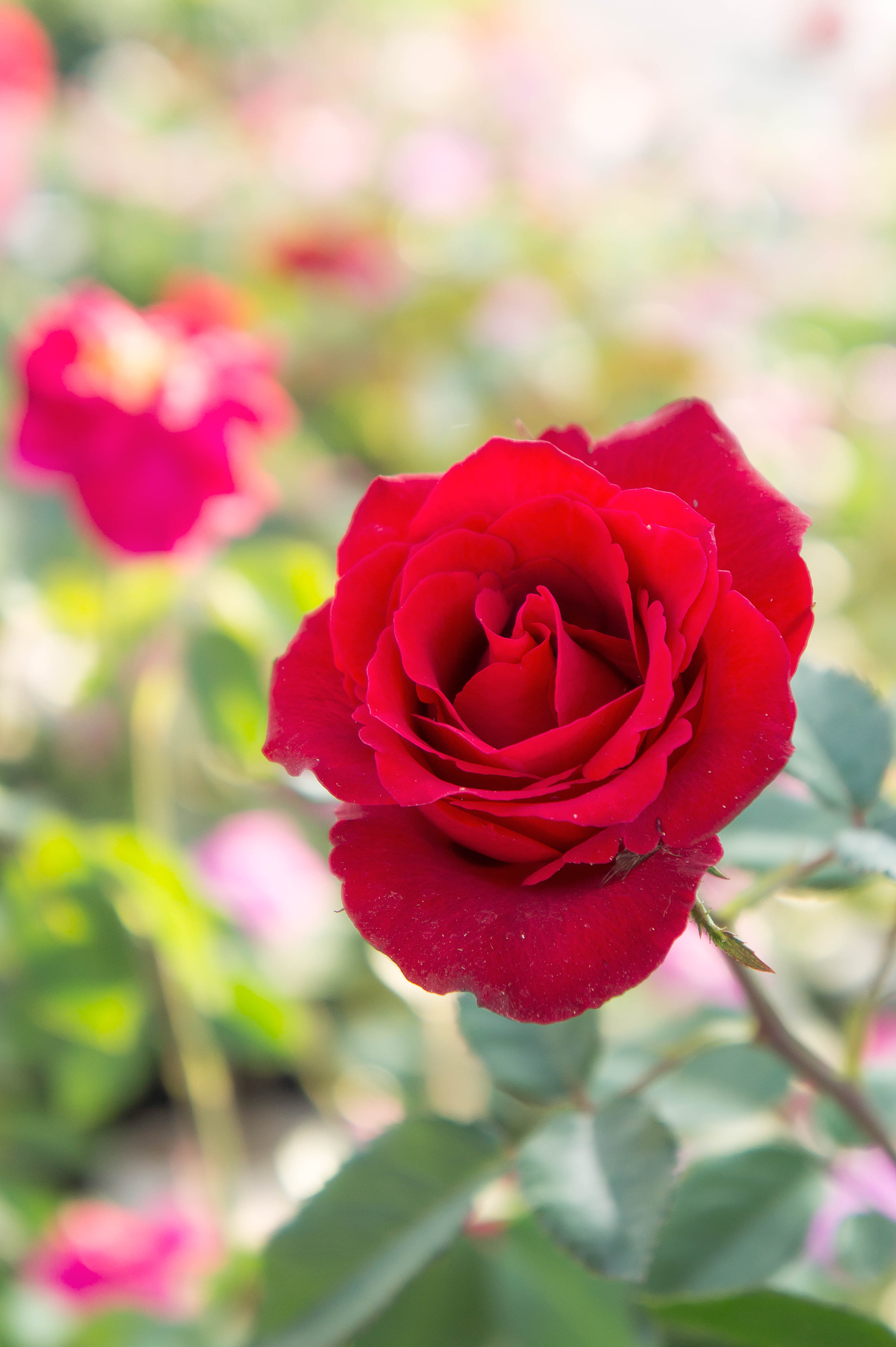 Rot Rose