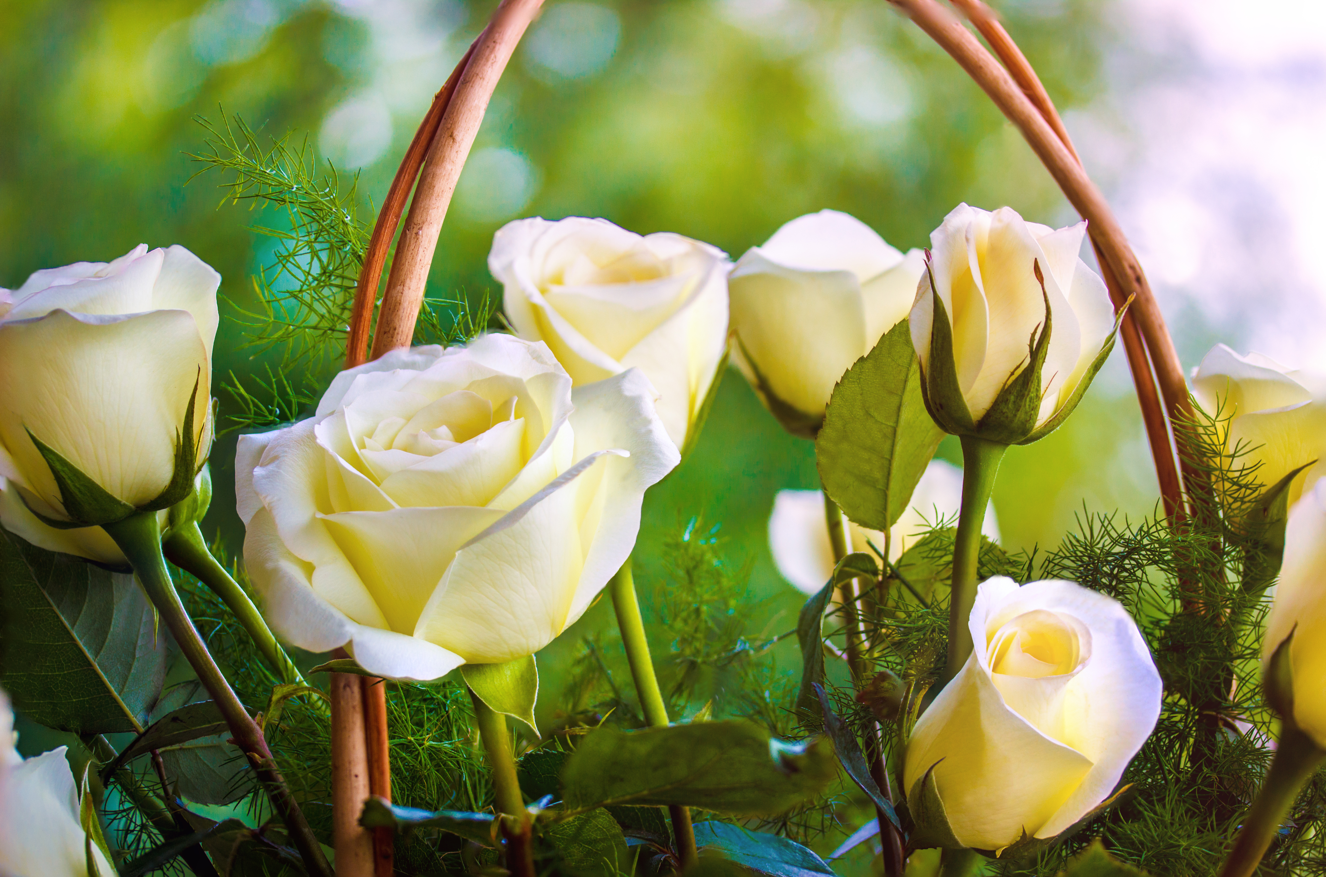 Weiß Rose