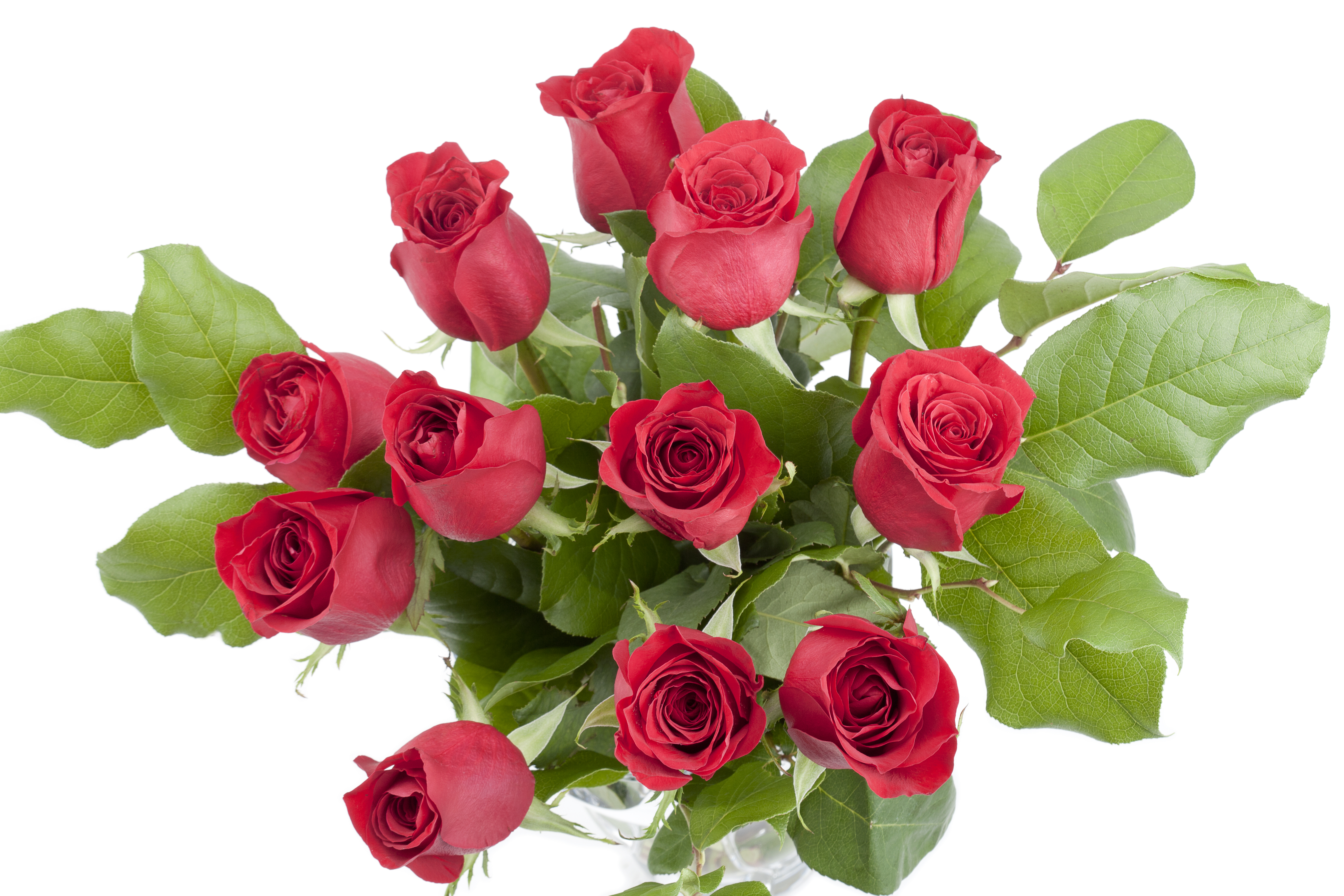 12 Rosen in Vase