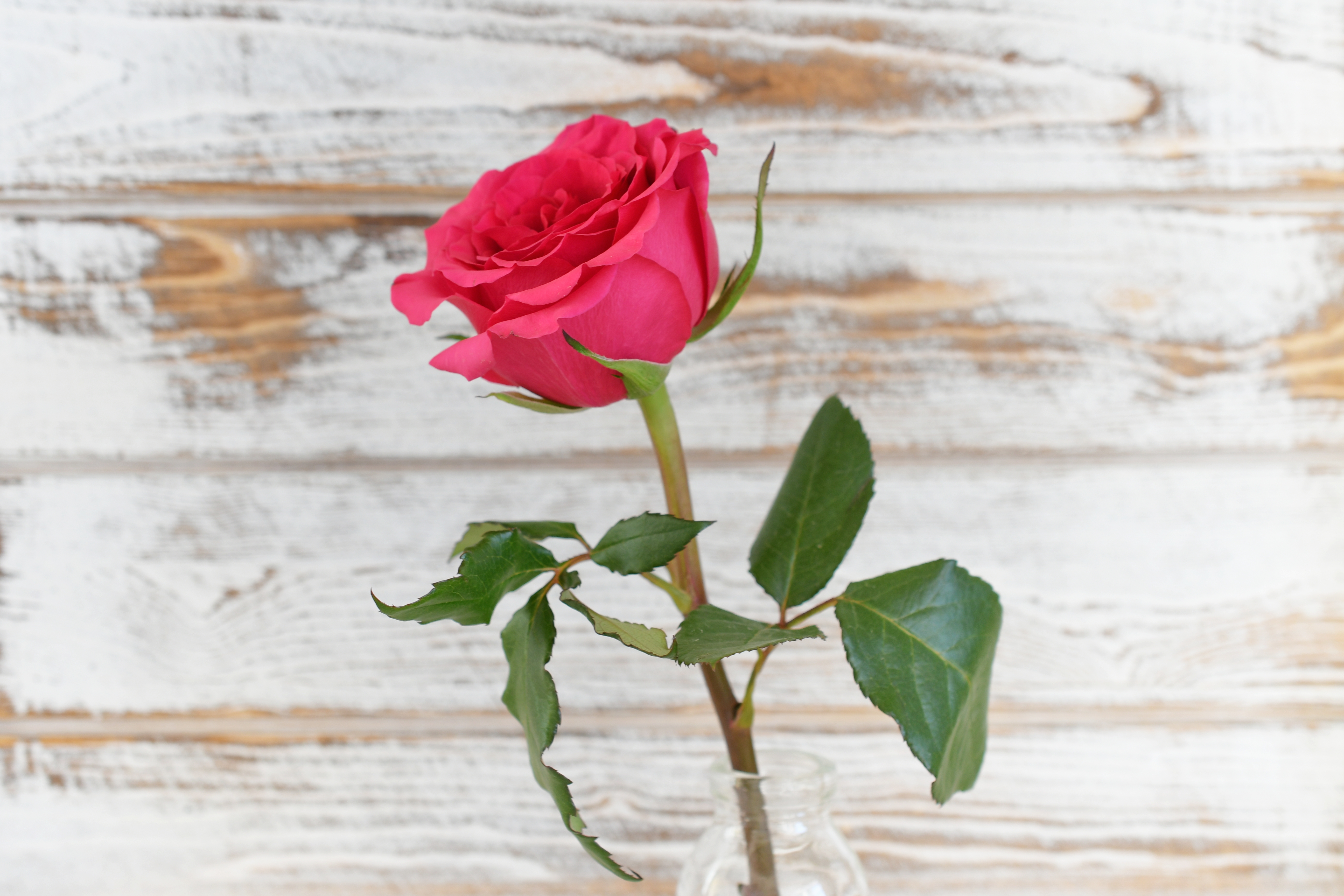 1 Rosen in Vase