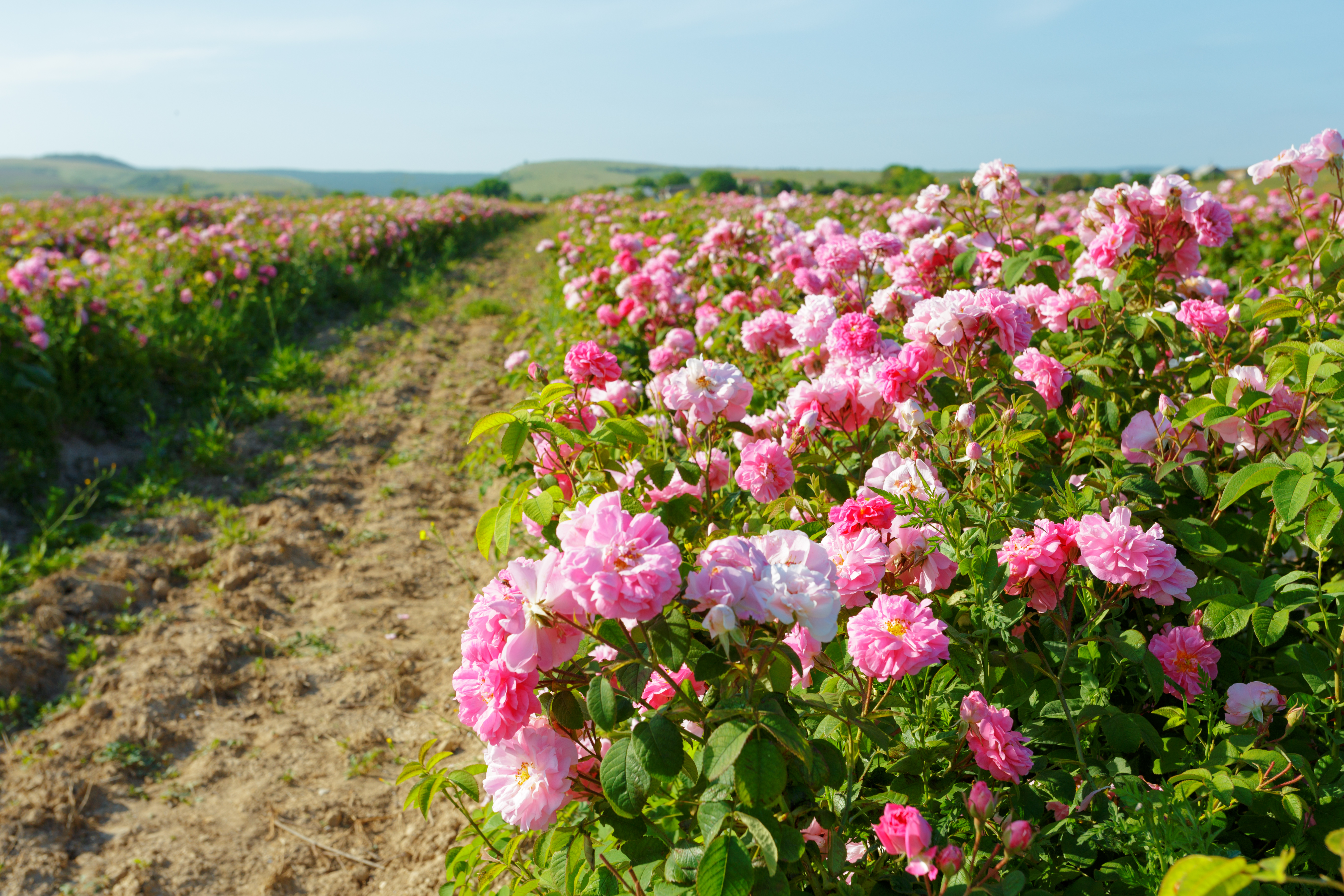 Freilandrose