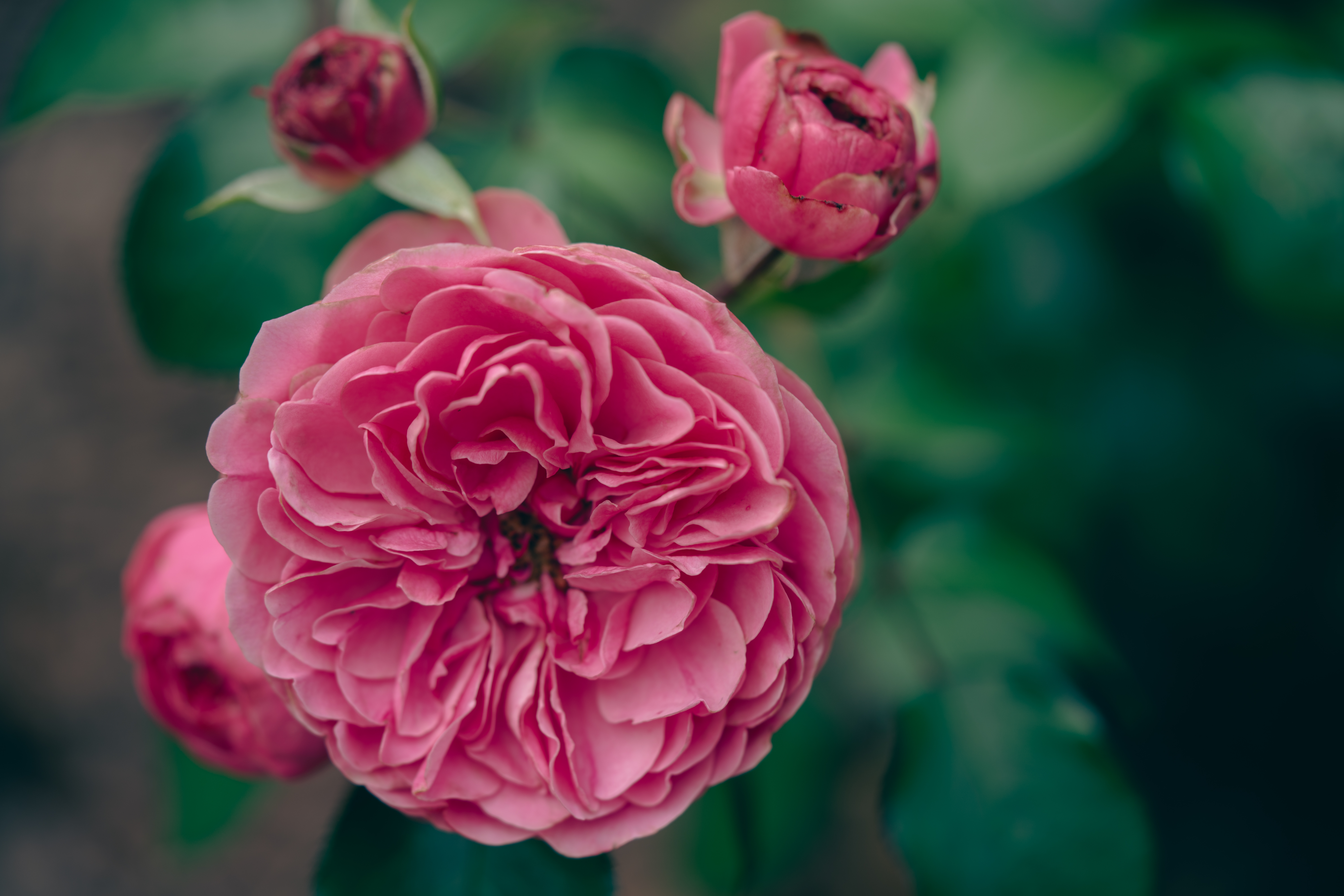 Gartenrose (Englische Rose)