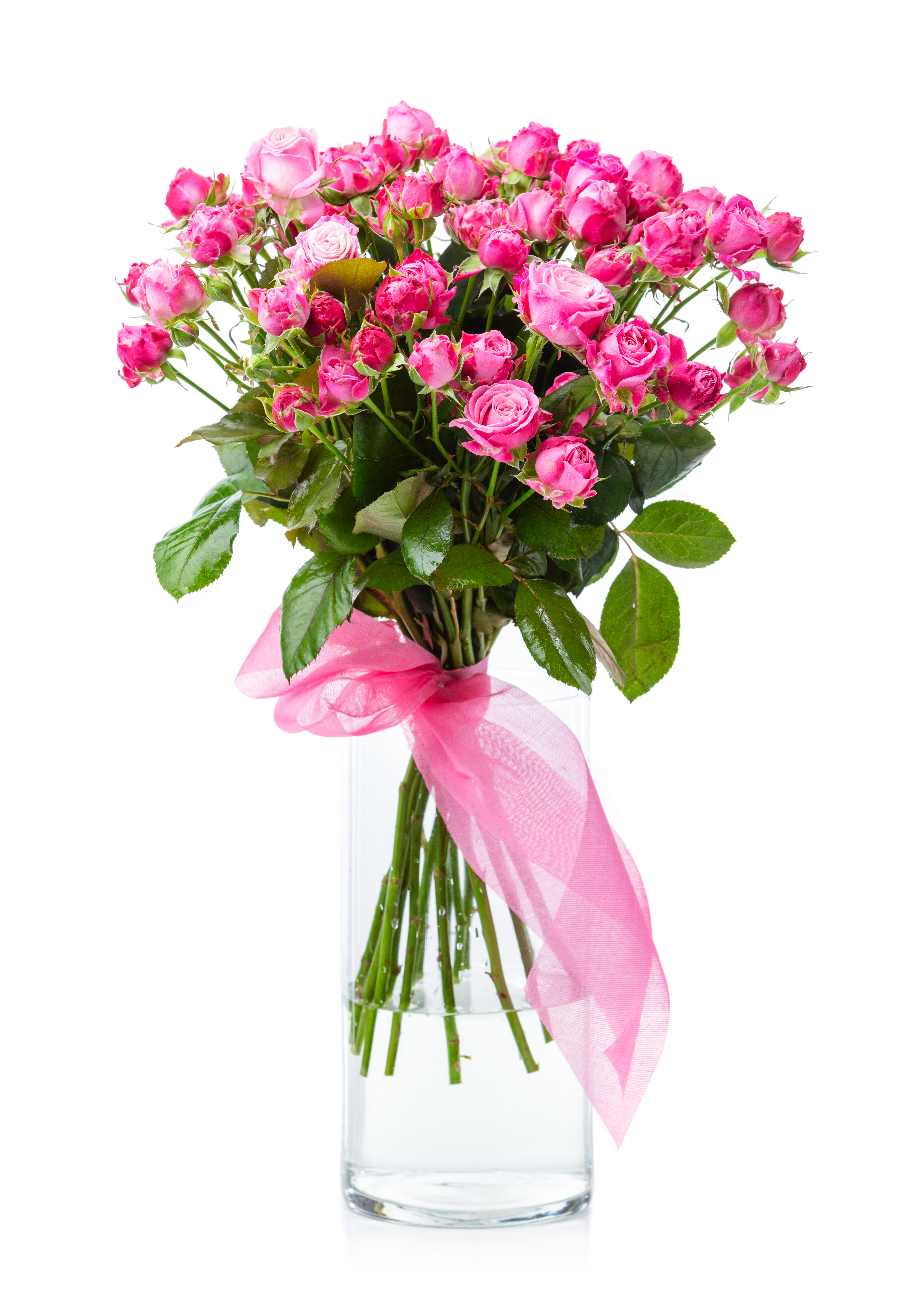 Sprührose