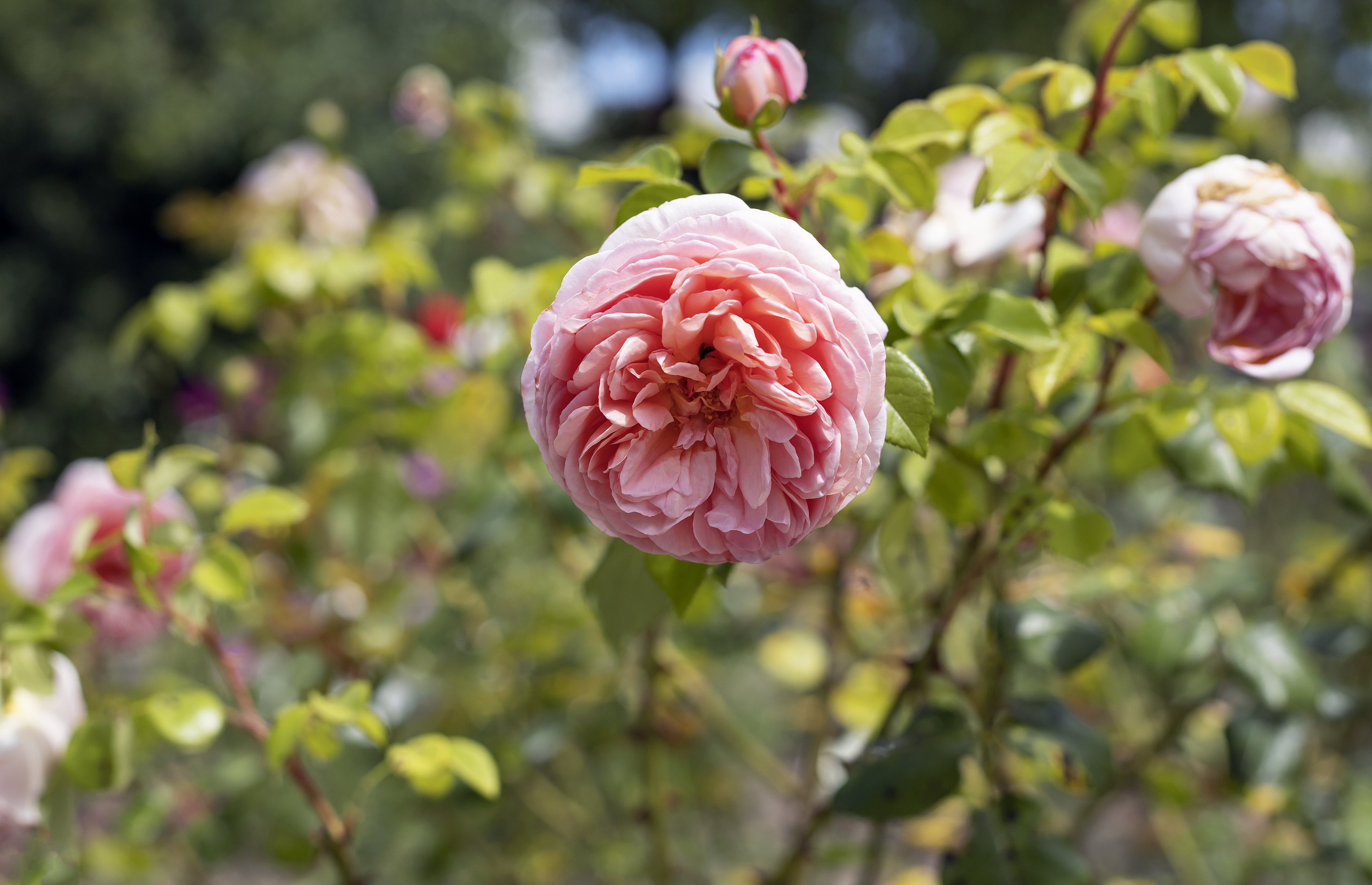 Strauchrose