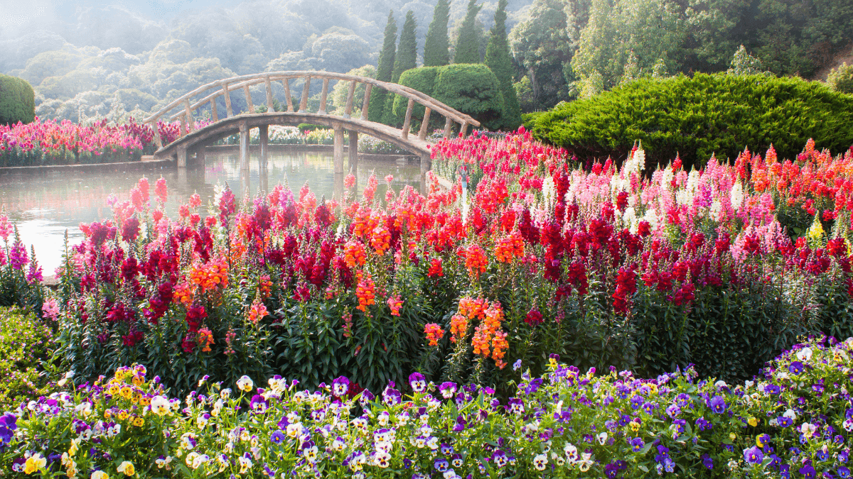 Blumen sprechen Gefühle aus